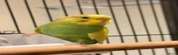Budgerigars birds for sale: BEAUTIFUL 7-WEEK-OLD BABY BUDGIE male for sale - Advert 5