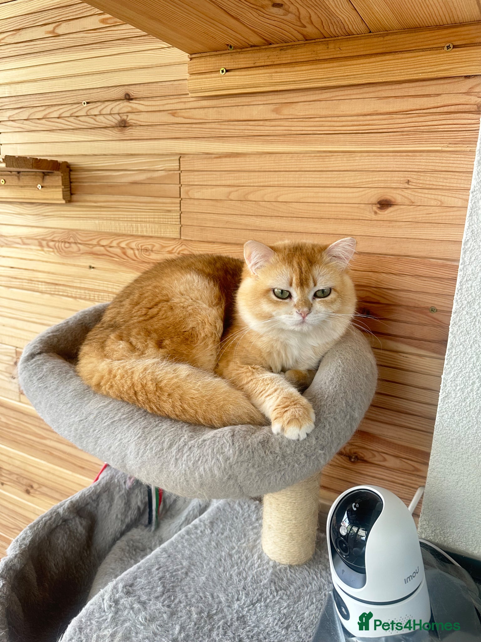 British Shorthair cats Exceptional NY12 BRI Black Golden Shell - Advert 1