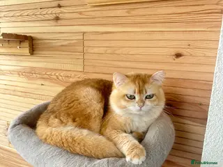 British Shorthair cats Exceptional NY12 BRI Black Golden Shell - Advert 1