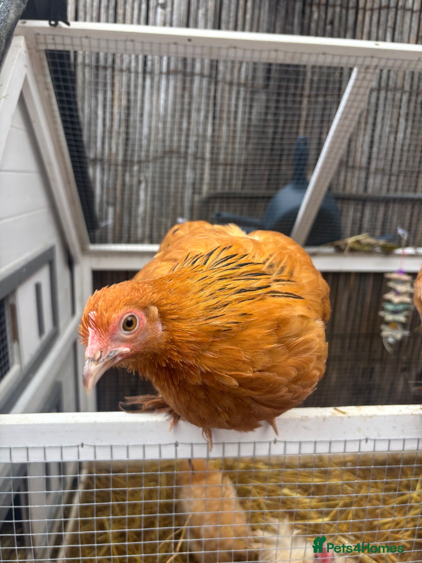 Chickens poultry Pekin & frizzle hens - Advert 5