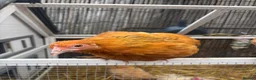 Chickens poultry for sale: Pekin & frizzle hens - Advert 1