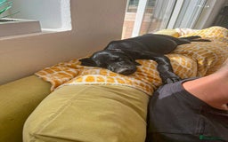 Mixed Breed dogs for adoption: Sweet Little Sprout - Image 5