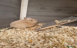 Lionhead rabbits for sale: Male double lionhead / lionhead bunnies - Advert 3