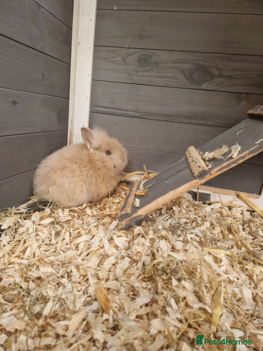 Lionhead rabbits for sale: Male double lionhead / lionhead bunnies - Advert 3