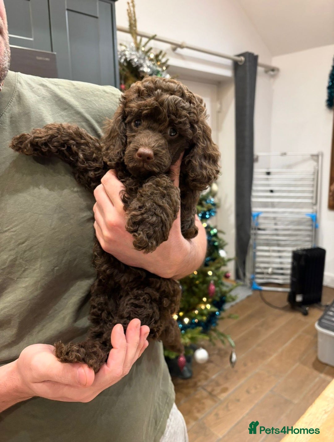 Miniature Poodle dogs for sale: 2 Boys left-KC Registered.Ready to leave next week - Advert 5
