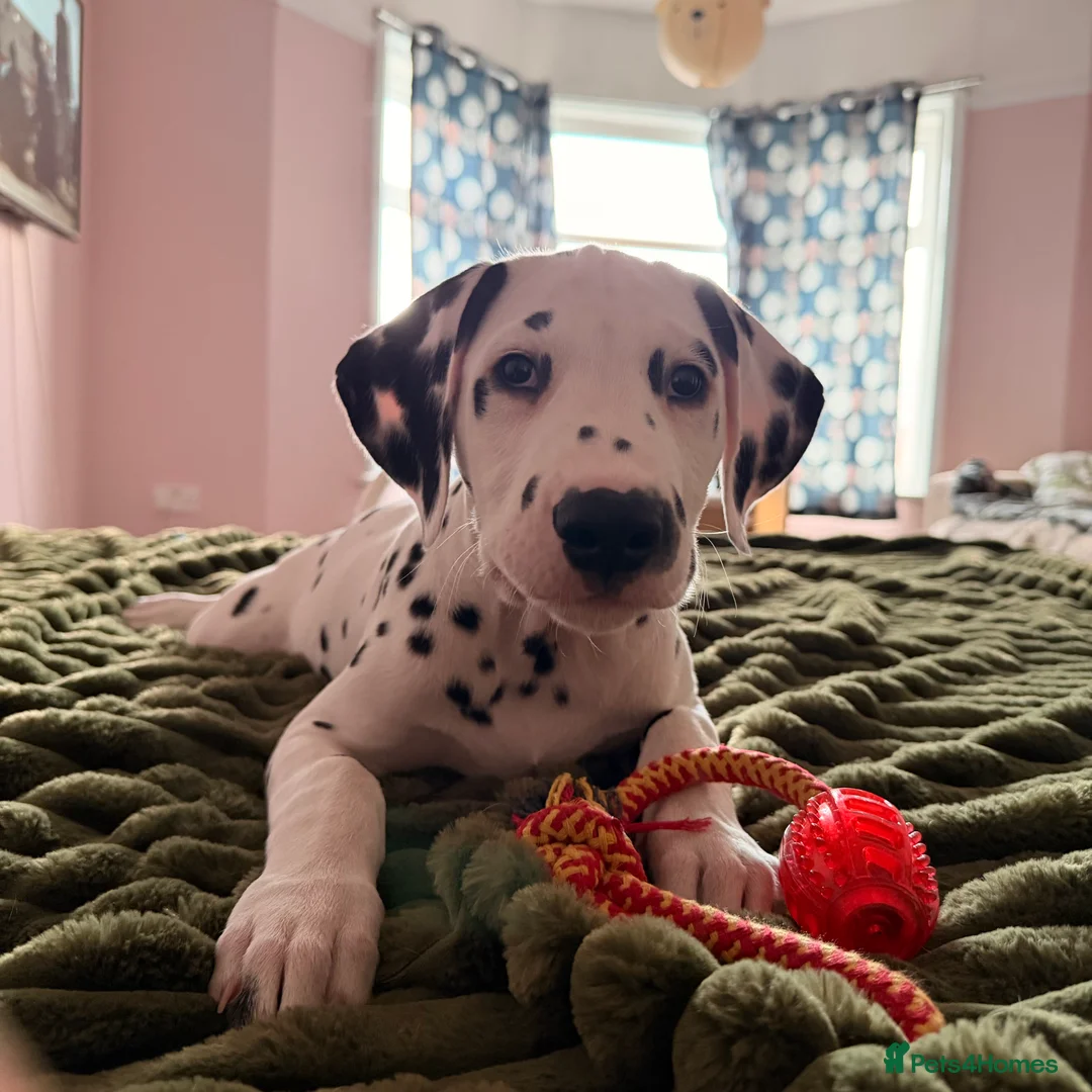 Dalmatian dogs for sale: 🐾Our Last Boy looking for forever home 🐶 💙 - Advert 37