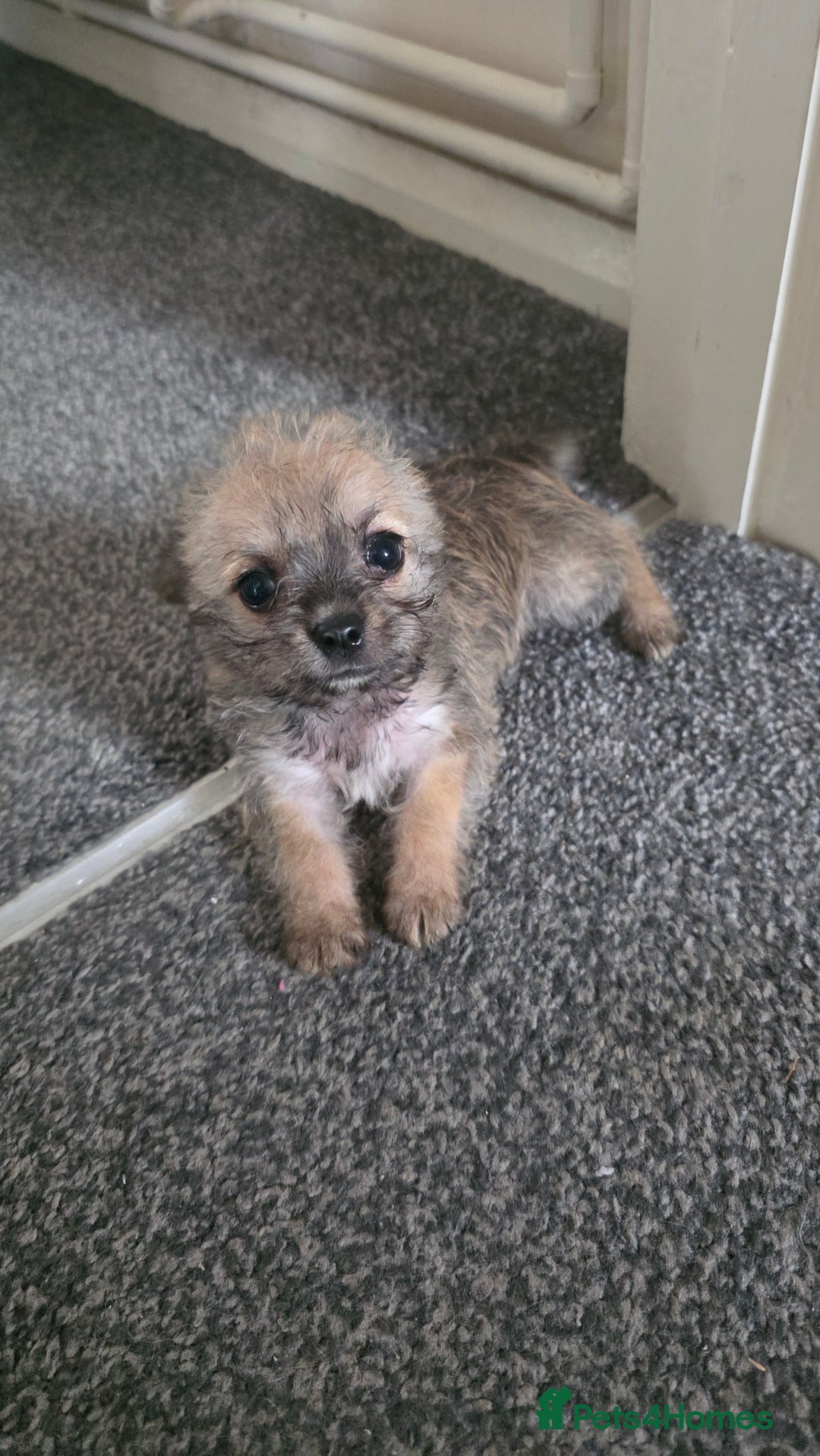 Mixed Breed dogs for sale: 3 cute lil Chihuahua X Chinese Crested puppies - Image 4