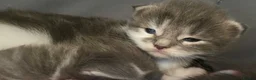Maine Coon cats for sale: Beautiful Maine Coon Kittens – Ready at 11 Weeks!  in Truro - Advert 5
