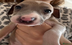 Italian Greyhound dogs for sale: Beautiful Italian Greyhound puppies for sale  - Image 1