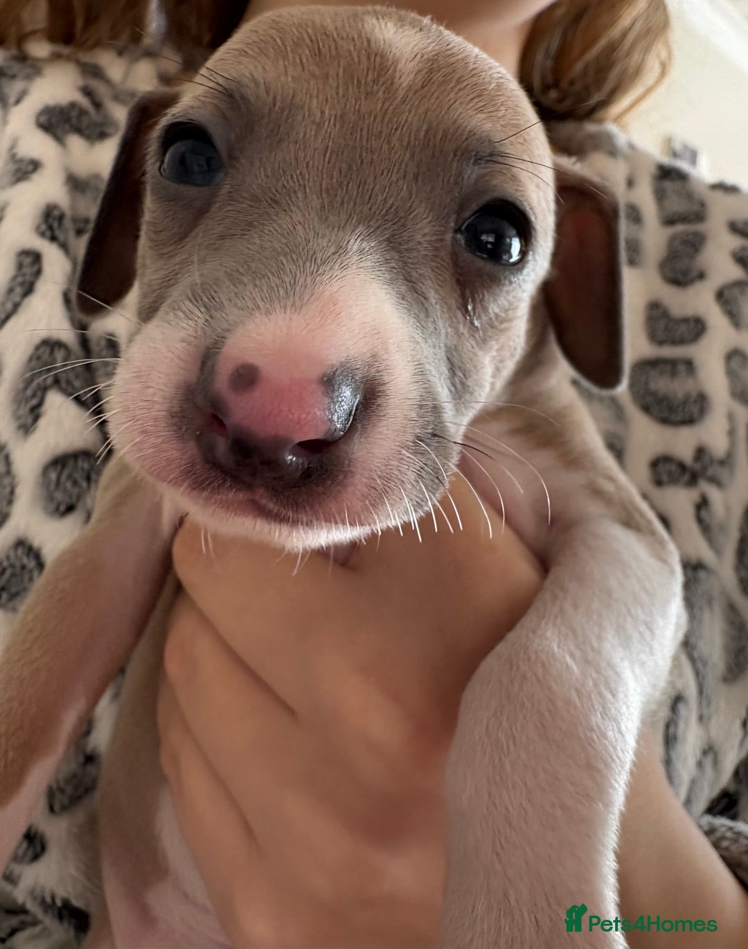 Italian Greyhound dogs for sale: Beautiful Italian Greyhound puppies for sale  - Image 1