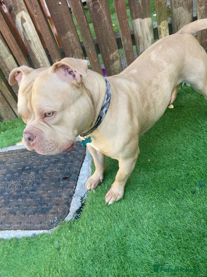 American Bully dogs Sandy merle - Advert 4