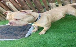 American Bully dogs for stud: Sandy merle - Image 1