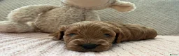Cavapoo dogs for sale: Cavapoo girls  - Advert 16