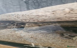 Bearded Dragon reptiles for sale: Bearded Dragon and Royal Python - Image 2