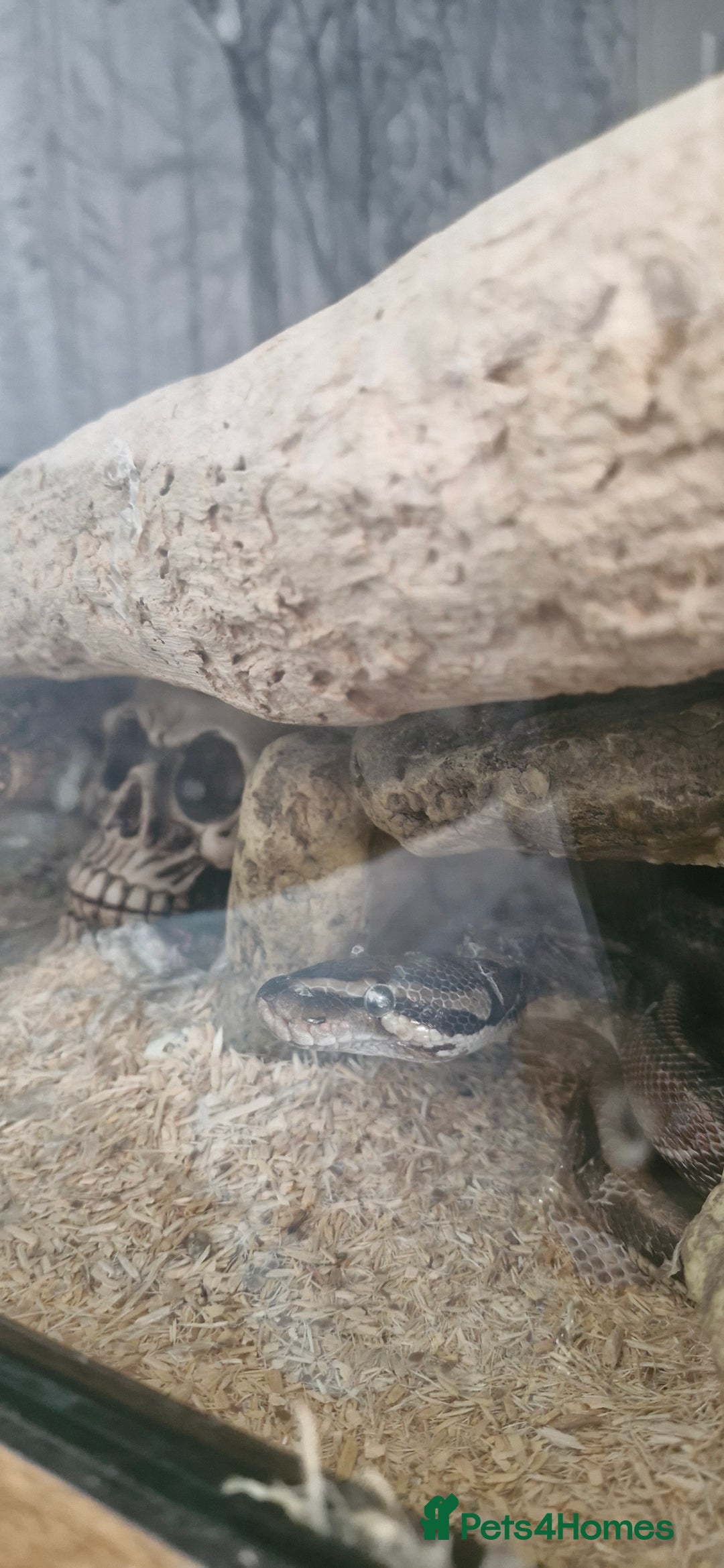 Bearded Dragon reptiles for sale: Bearded Dragon and Royal Python - Image 2