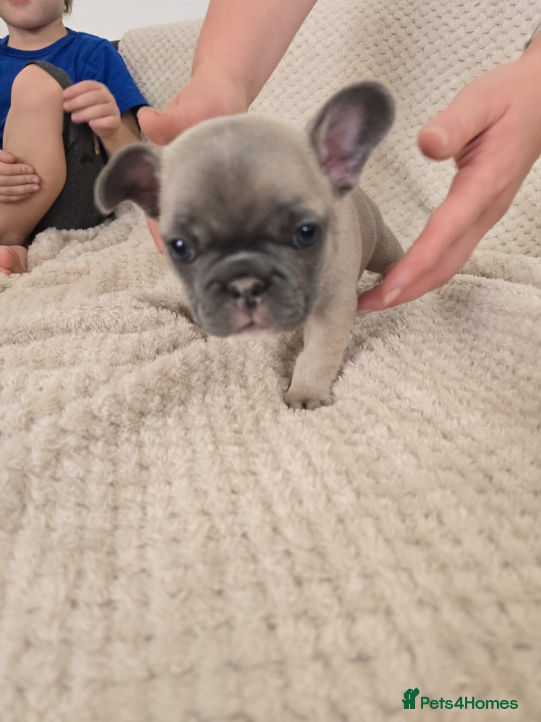 French Bulldog dogs for sale: French bulldog  - Image 5