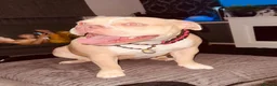American Bully dogs for sale: 1 year old pocket bully  in Hyde - Advert 3