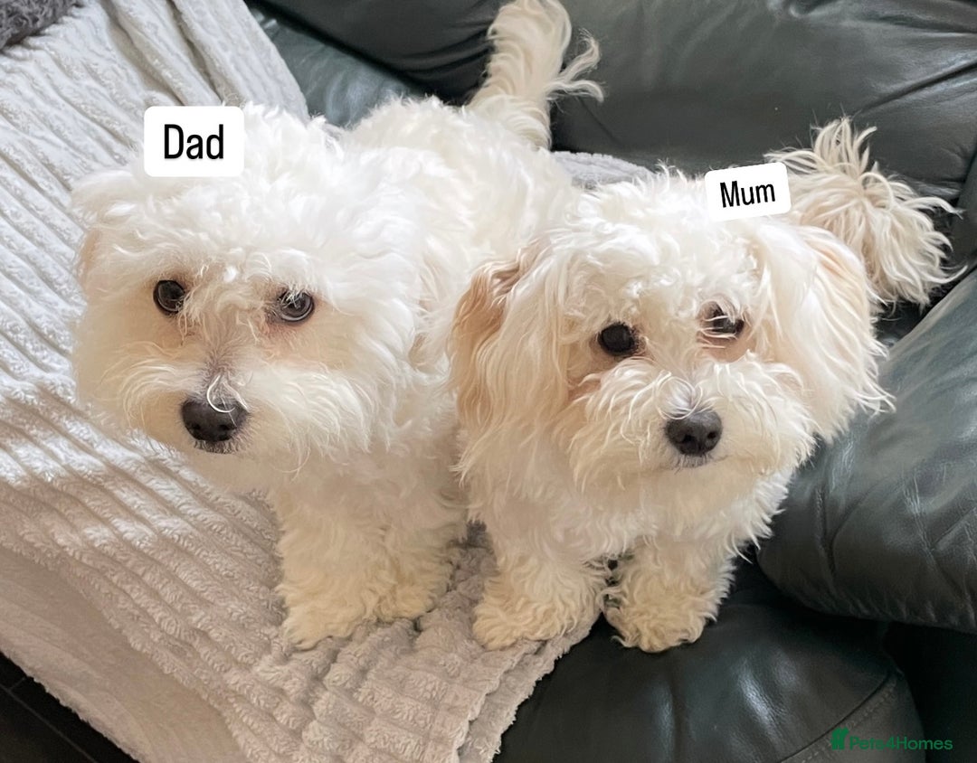 Bichon Frise dogs for sale: Bichon Frise Puppies  - Advert 16