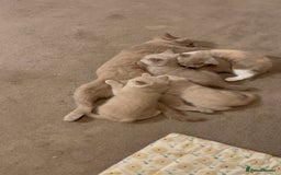 British Shorthair cats for sale: British Shorthair Kittens - Ready in 3 Weeks! - Image 16