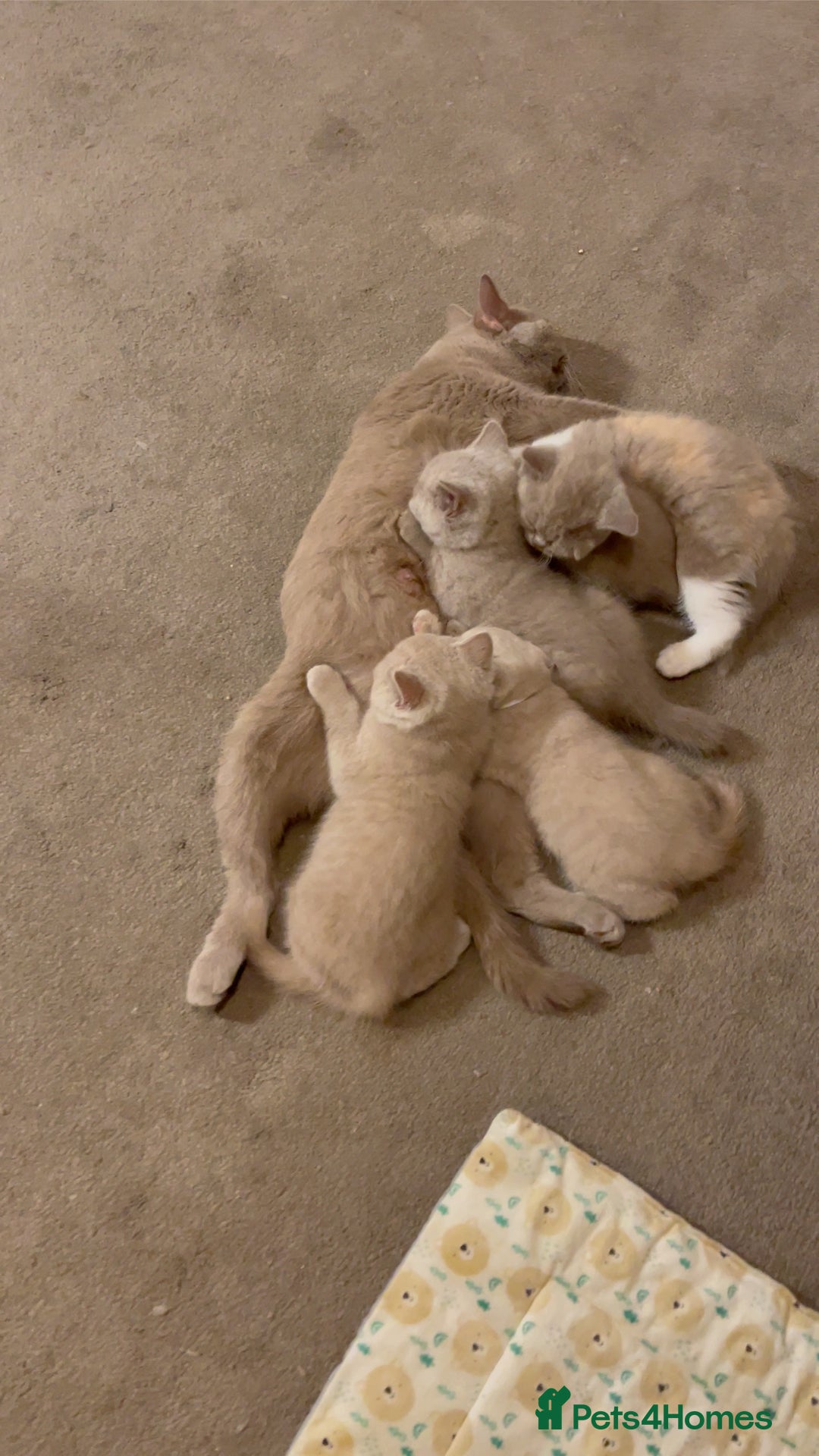 British Shorthair cats for sale: British Shorthair Kittens - Ready in 3 Weeks! - Image 16