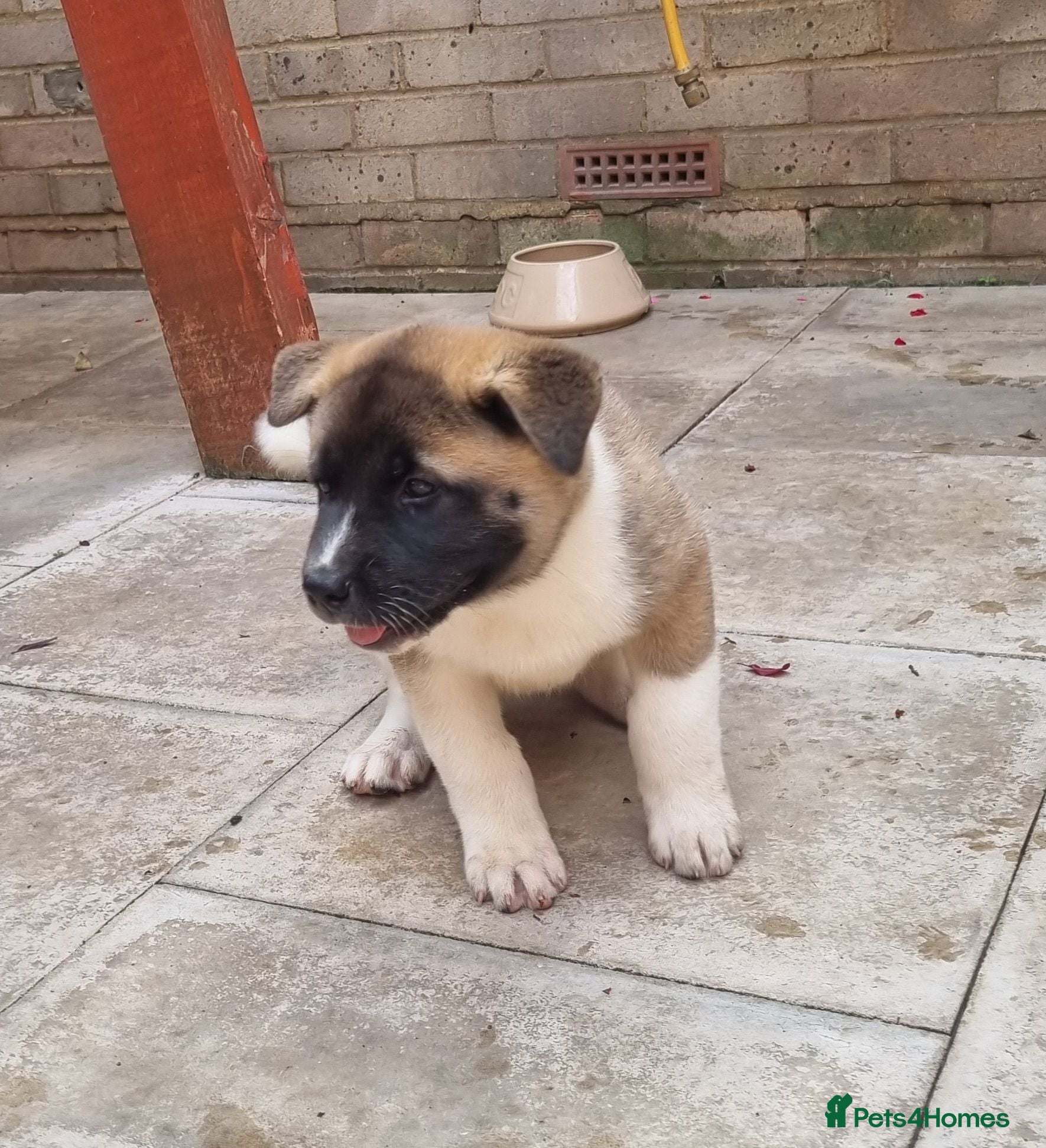 Akita dogs Ready now! 1 left! Pure breed American Akita - Advert 1