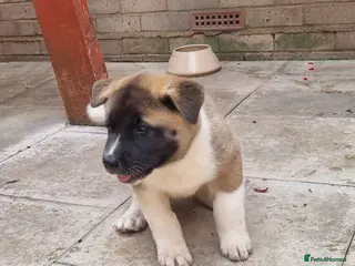 Akita dogs Ready now! 1 left! Pure breed American Akita - Advert 1