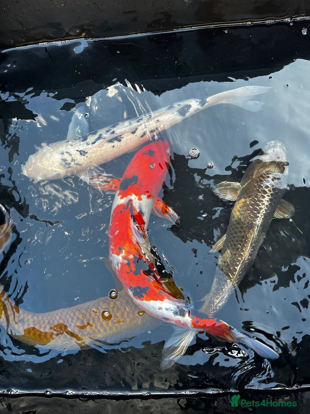 Koi Carp fish for sale: Japanese koi carp £100 each  - Image 18