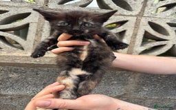 Ragdoll cats for sale: Gorgeous ragdoll cross kittens  - Image 5