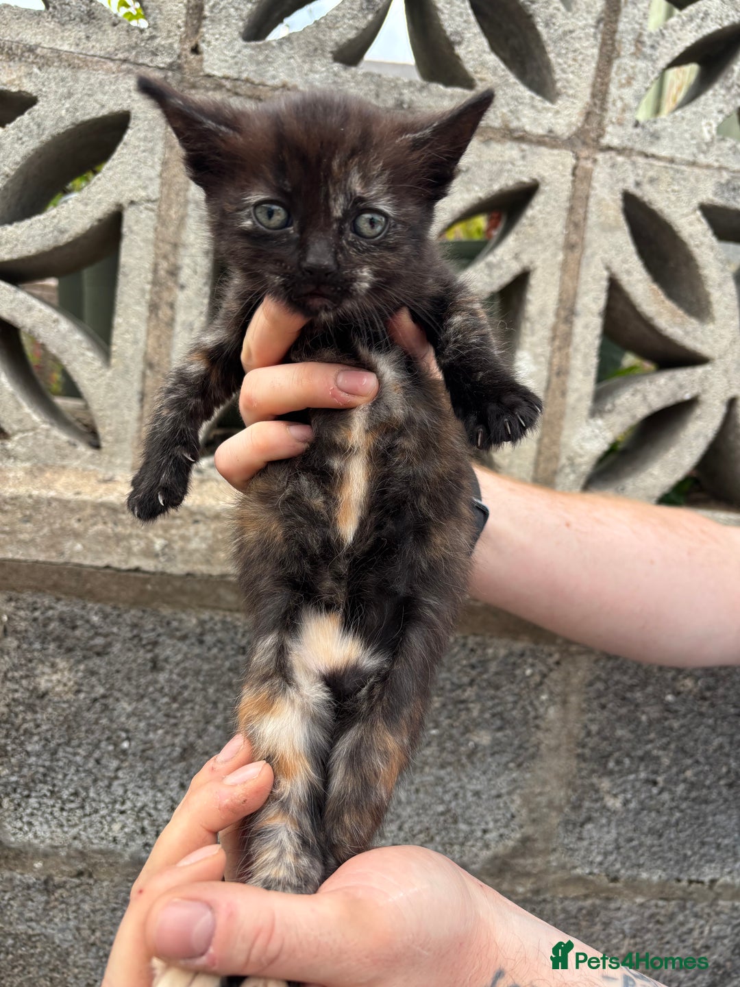 Ragdoll cats for sale: Gorgeous ragdoll cross kittens  - Image 5