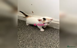Mixed Breed cats for sale: 5 Adorable Kittens (Ready To Leave 11th October) - Image 8