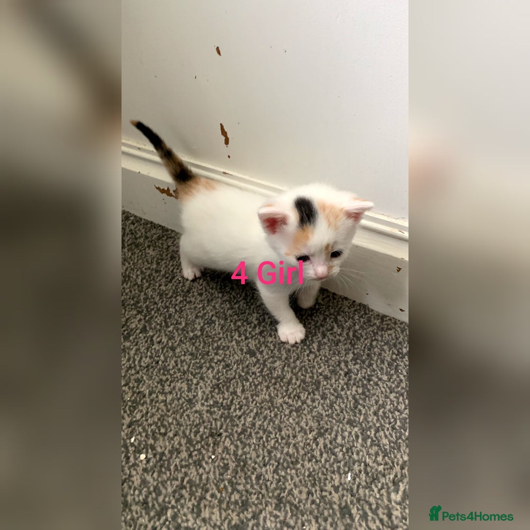 Mixed Breed cats for sale: 5 Adorable Kittens (Ready To Leave 11th October) - Image 8