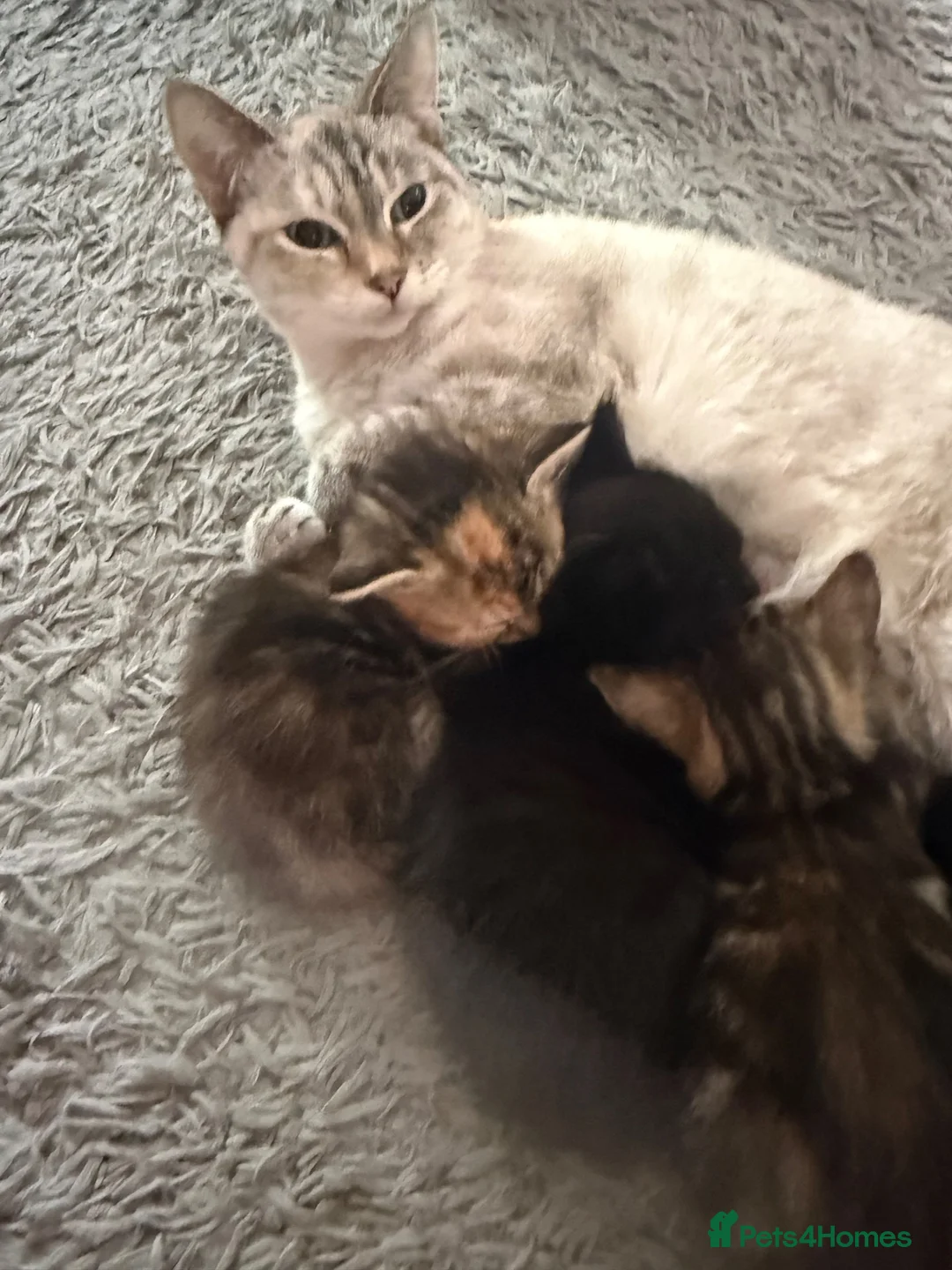 Mixed Breed cats for sale: Adorable kittens - Advert 1