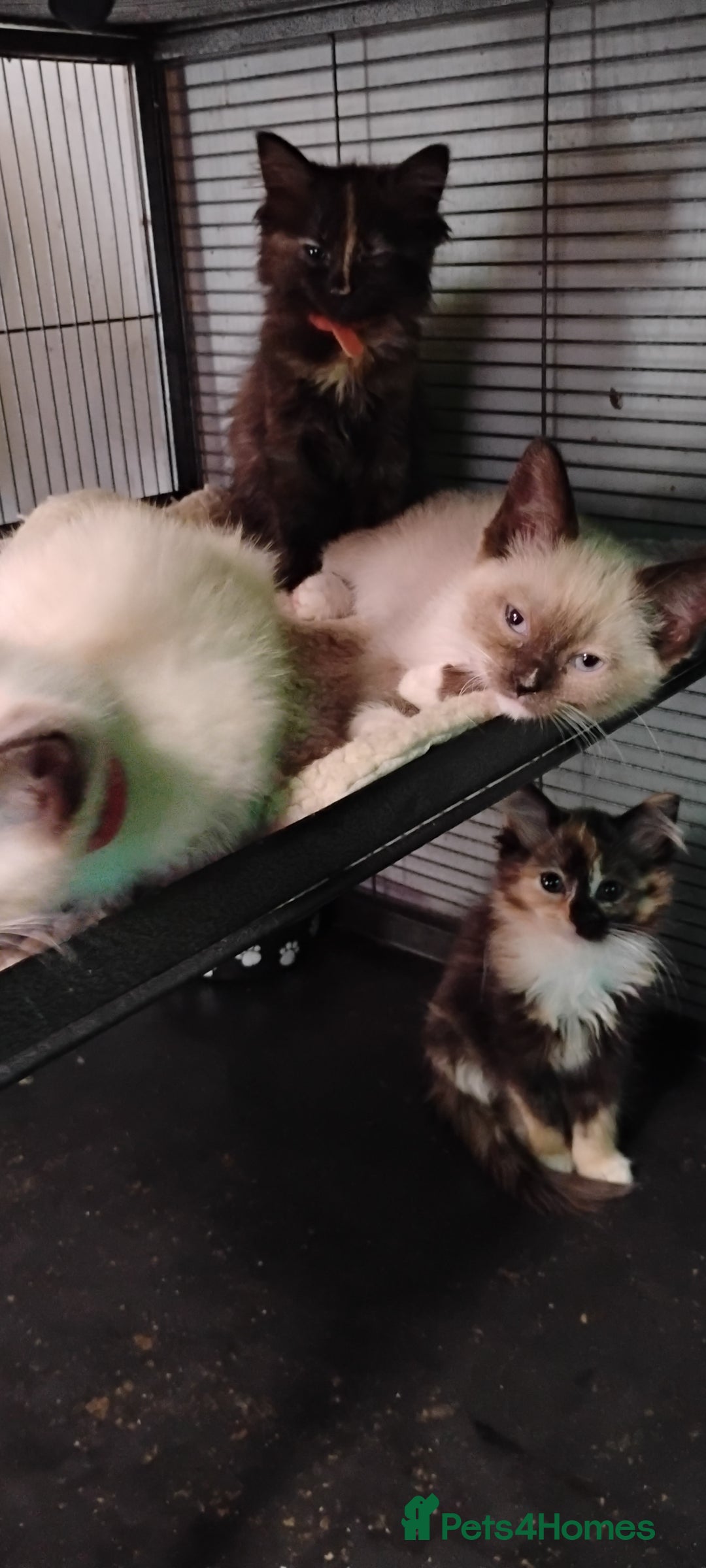 Ragdoll cats for sale: 3/4 ragdoll kittens - Image 11