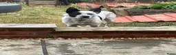 Australian Cattle Dog dogs for stud: Blue Heeler for stud in Bedford - Advert 2