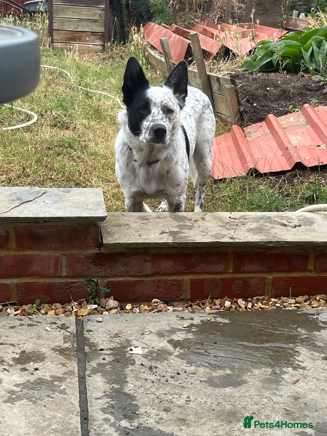 Australian Cattle Dog dogs for stud: Blue Heeler for stud in Bedford - Advert 2