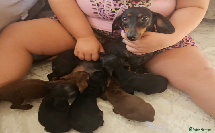 Miniature Dachshund dogs - Advert 5