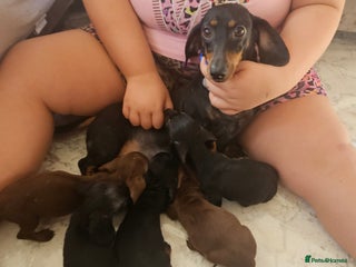 Miniature Dachshund dogs - Advert 2