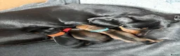 Miniature Dachshund dogs for sale: Beautiful Miniature Dachshund Puppies - Advert 9