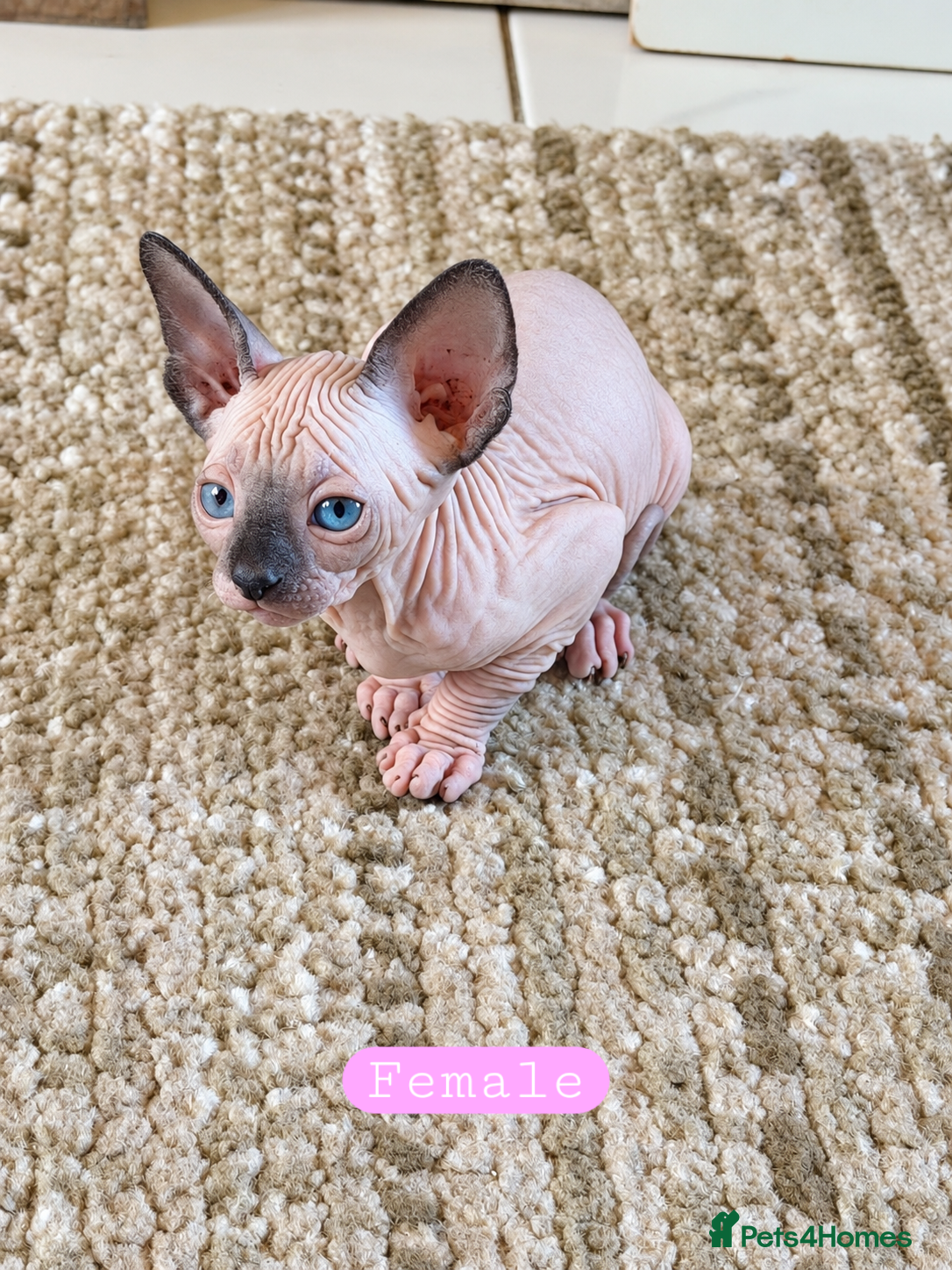 Sphynx cats Sphynx kittens for sale - Advert 2