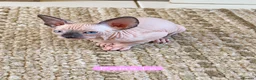 Sphynx cats for sale: Sphynx kittens for sale - Advert 2