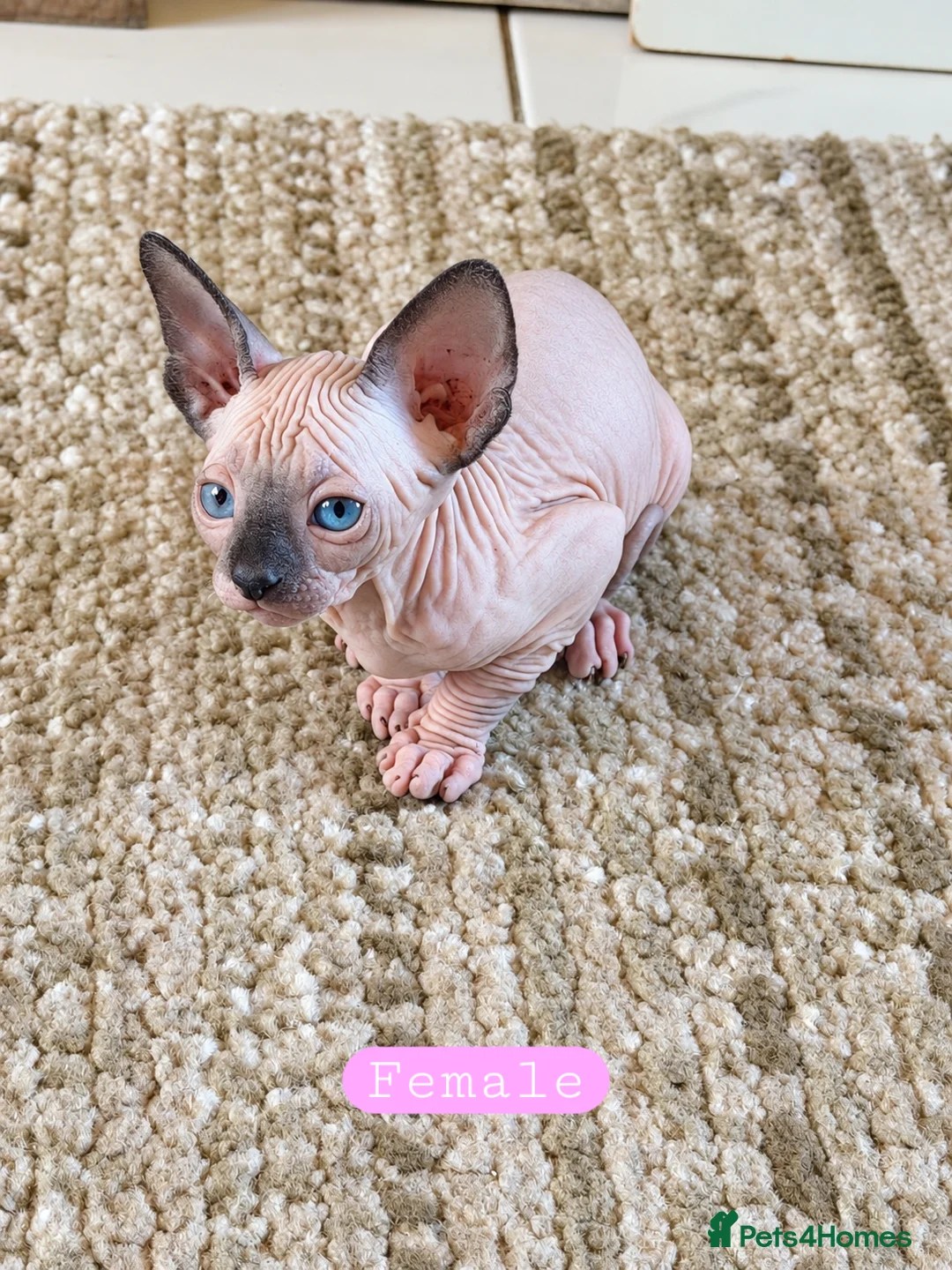 Sphynx cats for sale: Sphynx kittens for sale - Advert 2