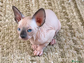 Sphynx cats Sphynx kittens for sale - Advert 2