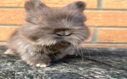 Angora rabbits for sale: English Angora  - Image 4