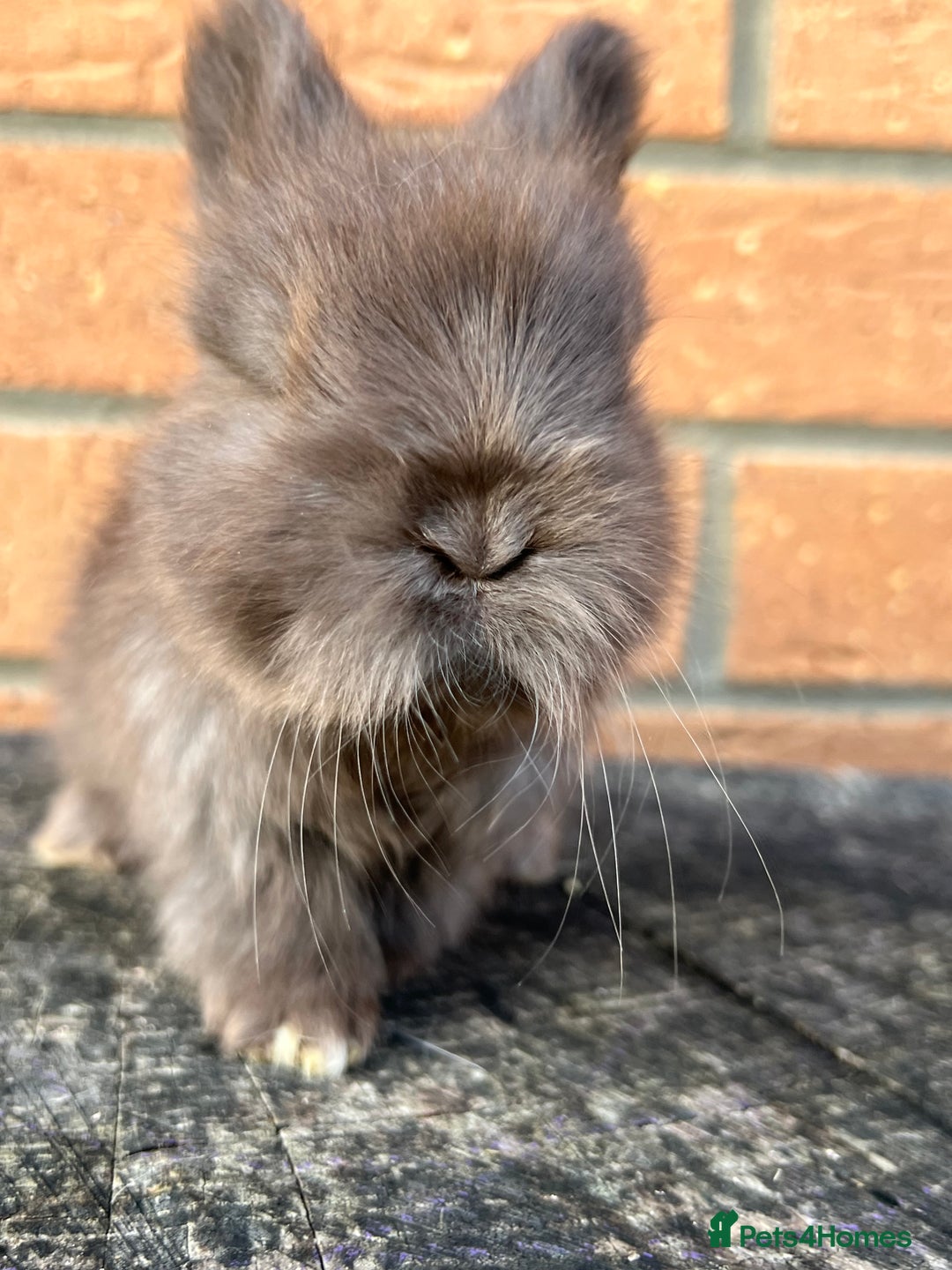 Angora rabbits for sale: English Angora  - Image 4