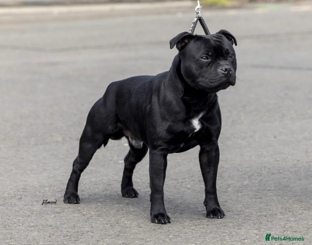 Staffordshire Bull Terrier dogs for stud: VALGLO TOP GUN -BLUE CARRIER in Dudley - Advert 6