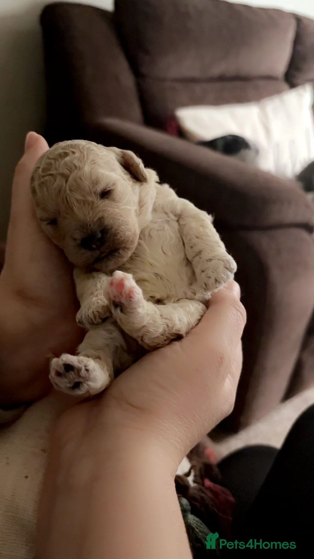 Cavapoo dogs for sale: Beautiful litter of f2 cavapoo puppies  in Rochdale - Advert 4