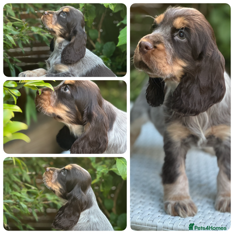 Cheap cocker spaniel breeders yorkshire Store