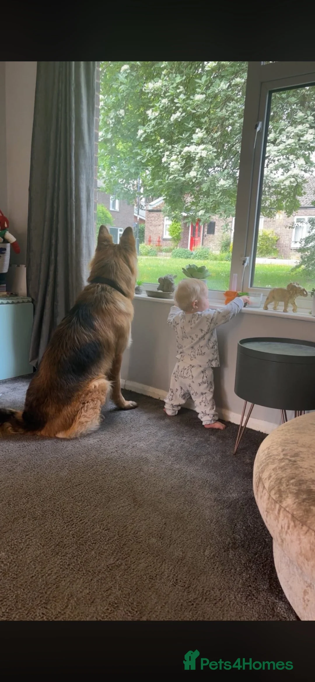 German Shepherd dogs for sale: Miller  in Ipswich - Advert 10