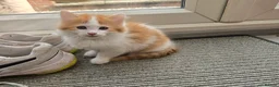 Mixed Breed cats for sale: Beautiful kittens - Advert 4