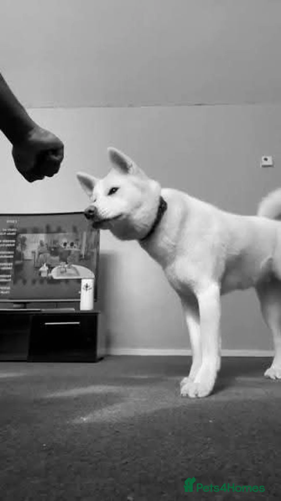 Japanese Akita Inu dogs for sale: Beautiful Japanese akita - Advert 4